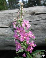 Fireweed. Photo by Pinedale Online.