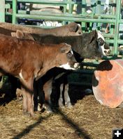 Roping Calves. Photo by Pinedale Online.
