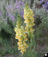 Snapdragon. Photo by Pinedale Online.