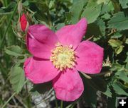 Wild Rose. Photo by Pinedale Online.