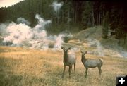 Elk in Yellowstone Park. Photo by National Park Service.