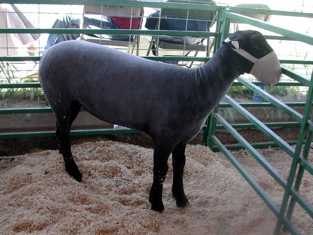 Champion Lamb. Photo by Pinedale Online.
