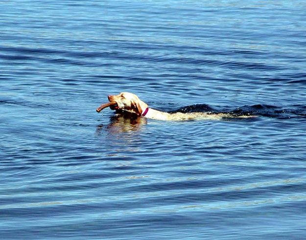 Playing Fetch. Photo by Pinedale Online.