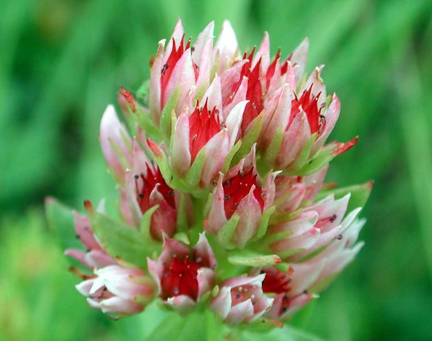 Indian Paintbrush Buds. Photo by Pinedale Online.