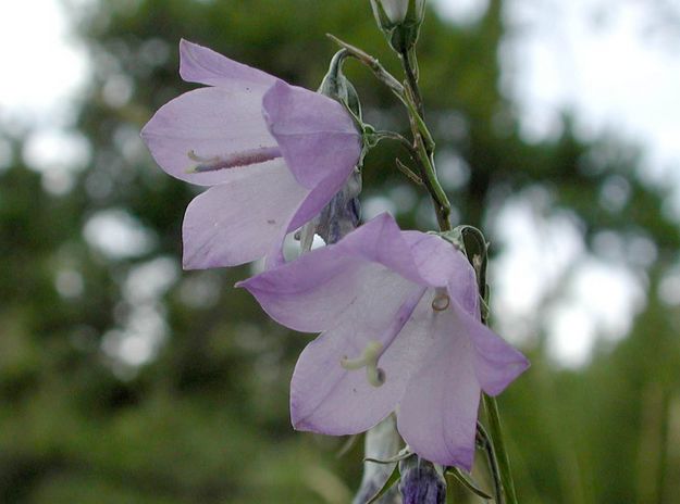 Purple Bells. Photo by Pinedale Online.