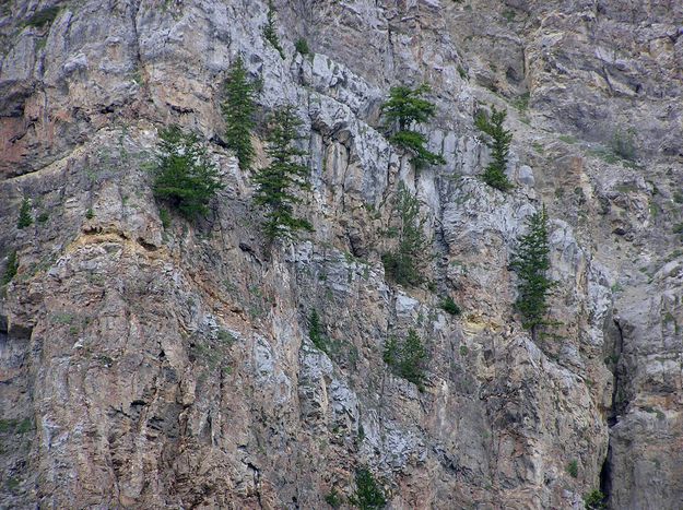 Trees cling to rocks. Photo by Pinedale Online.