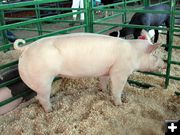 Champion Pig. Photo by Pinedale Online.