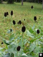 Coneflower seedheads. Photo by Pinedale Online.