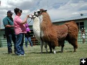 Winning Llamas. Photo by Pinedale Online.