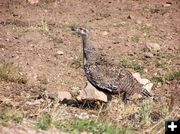 Sage chicken. Photo by Pinedale Online.