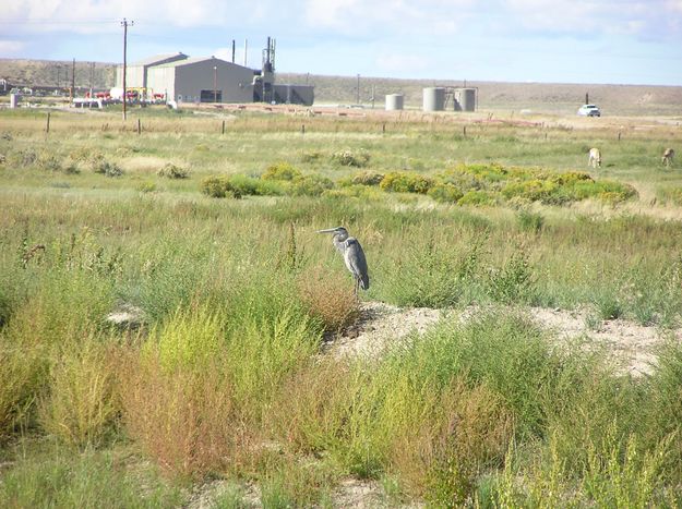 Blue Heron. Photo by Pinedale Online.