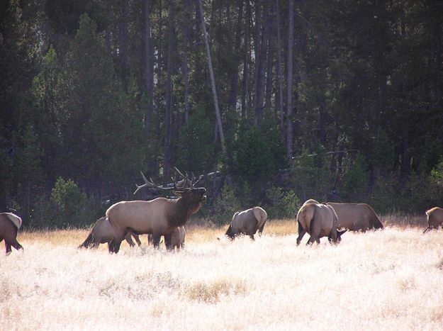 Elk Bugeling. Photo by Pinedale Online.