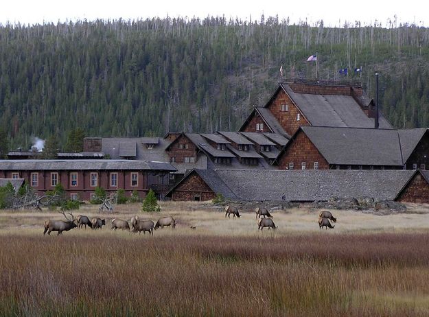 Elk and Old Faithful. Photo by Pinedale Online.