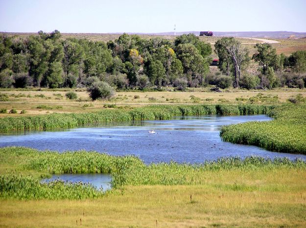 Swans and ducks. Photo by Pinedale Online.