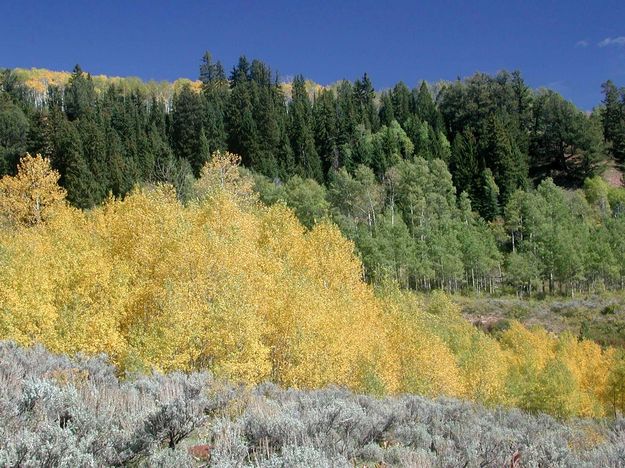 Yellow Aspen. Photo by Pinedale Online.