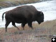 Big bison. Photo by Pinedale Online.