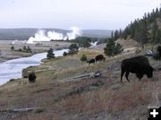 Bison at Yellowstone. Photo by Pinedale Online.