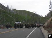 Bison traffic jam. Photo by Pinedale Online.