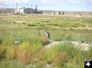 Blue Heron. Photo by Pinedale Online.