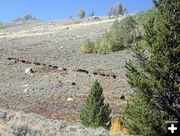 Cattle Drift. Photo by Pinedale Online.