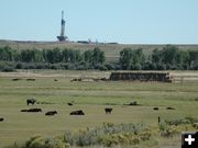 Cattle and drill rig. Photo by Pinedale Online.