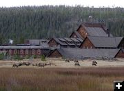 Elk and Old Faithful. Photo by Pinedale Online.