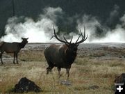 Hot Spring Bull Elk. Photo by Pinedale Online.
