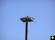 Osprey Paradise. Photo by Pinedale Online.