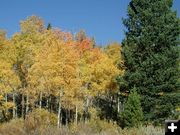 Red and Yellow Aspen. Photo by Pinedale Online.