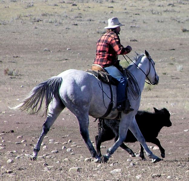 Mike Beard chases down a calf. Photo by Pinedale Online.