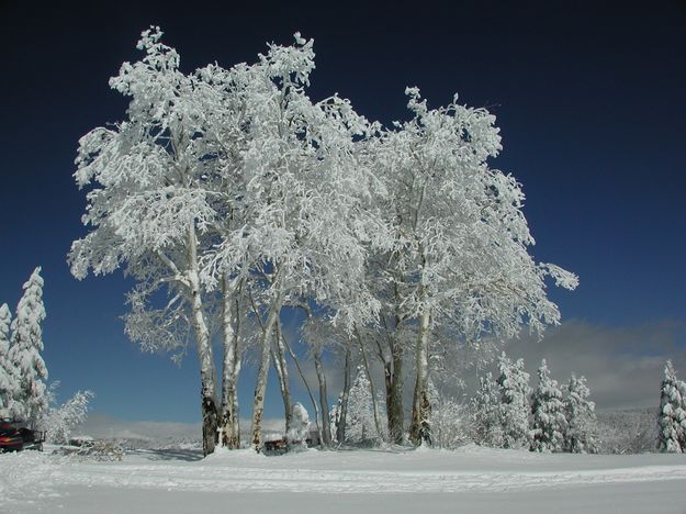 Snow on Aspen Trees. Photo by Pinedale Online.