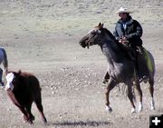 Rounding em up. Photo by Pinedale Online.