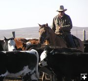 Richard Hulen spies out brands. Photo by Pinedale Online.