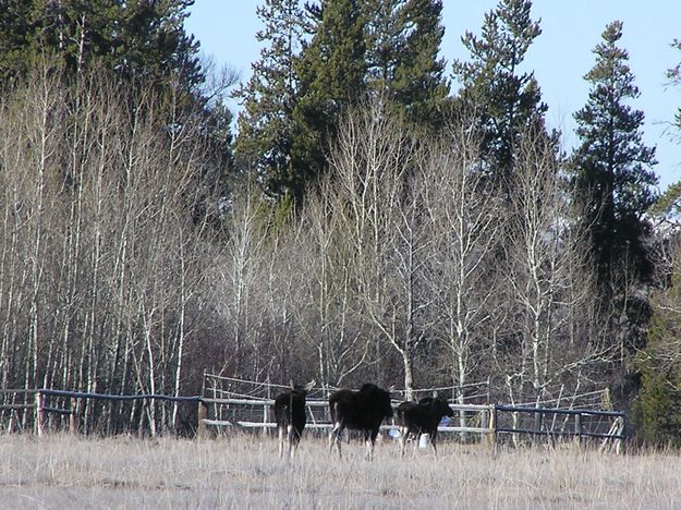 Three moose. Photo by Pinedale Online.