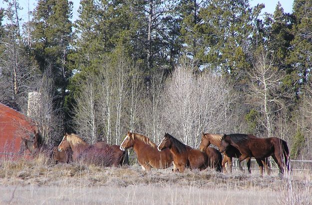 Horses watch moose. Photo by Pinedale Online.