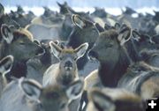 Elk at feedground. Photo by Wyoming Game & Fish.