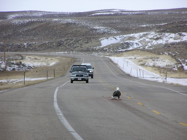 Road Kill Eagle. Photo by Dawn Ballou.