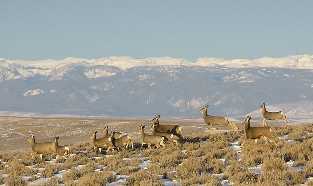 On the run. Photo by Dawn Ballou.