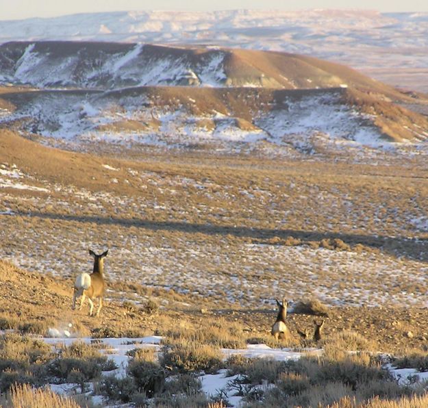 Mule Deer Hop. Photo by Dawn Ballou.