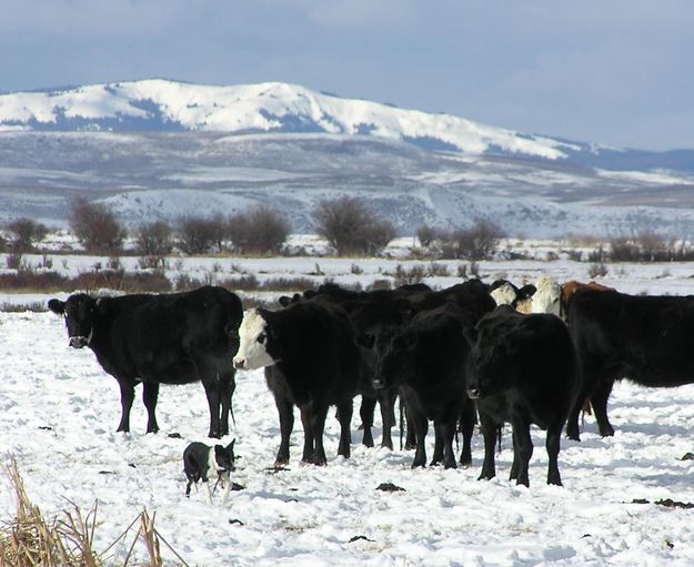 Daniel Cattle Herd. Photo by Dawn Ballou.