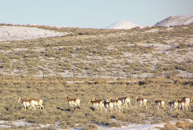 December antelope. Photo by Dawn Ballou.