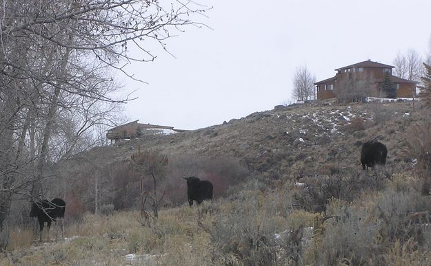 Orcutt Hill Moose. Photo by Dawn Ballou.