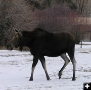 Mama Moose. Photo by Dawn Ballou.