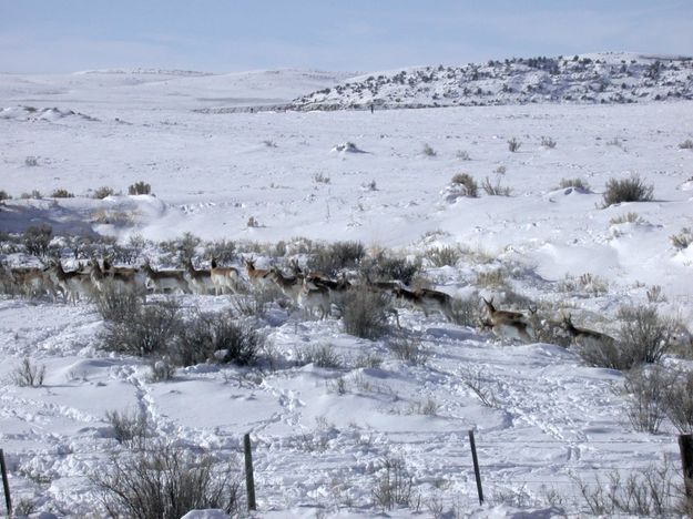 Antelope in deep snow. Photo by Wyoming Game & Fish.