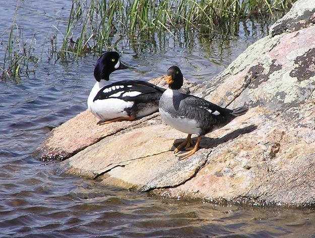 Barrows Goldeneye. Photo by Dawn Ballou, Pinedale Online.