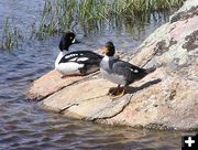 Barrows Goldeneye. Photo by Dawn Ballou, Pinedale Online.