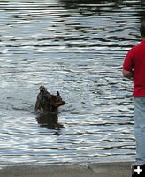 Dogs. Photo by Pinedale Online.