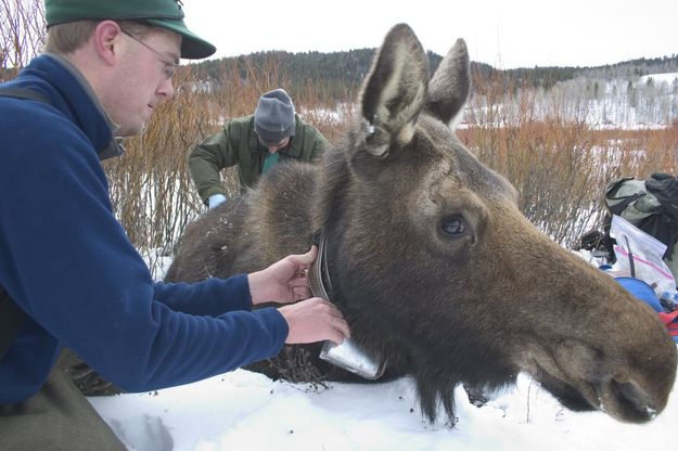 Moose being fitted with collar. Photo by Wyoming Game & Fish Department.