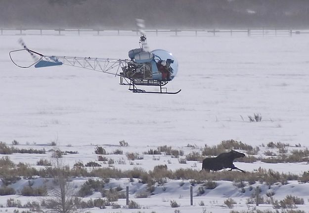Darting moose by helicopter. Photo by Wyoming Game & Fish Department.