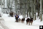 Racing through the aspens. Photo by Clint Gilchrist, Pinedale Online.